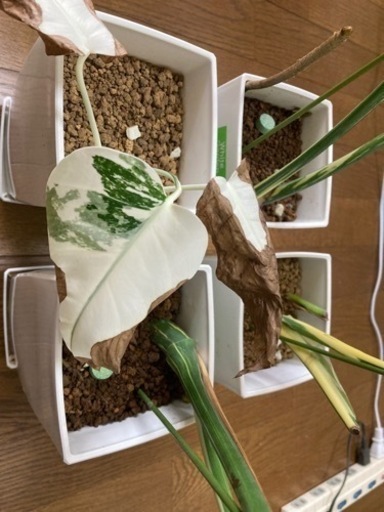 モンステラ　斑入り　売約済