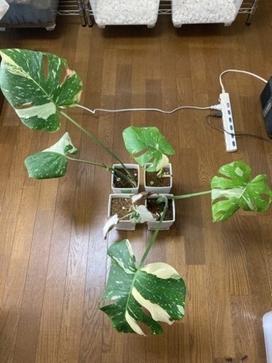 モンステラ　斑入り　売約済