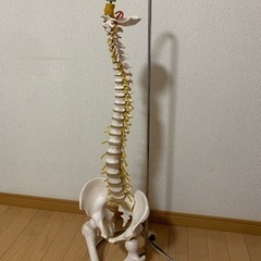 等身大人骨模型　2種類の画像