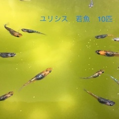 メダカ　ユリシス若魚10匹