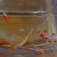 金魚（和金系ミックス）の画像