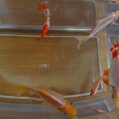 金魚（和金系ミックス）の画像