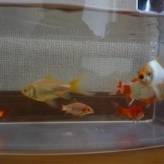金魚（和金系ミックス）の画像