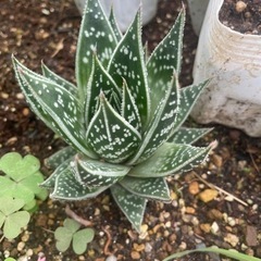 多肉　観葉植物　アロエティキ