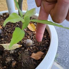 オキナワウラジロガシ苗木の画像