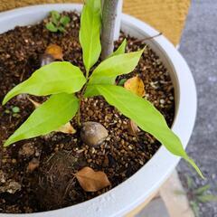 オキナワウラジロガシ苗木の画像