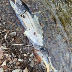 フライフィッシング🐟