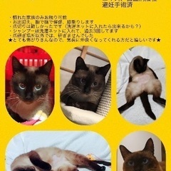 里親募集中です。