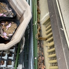 蛇