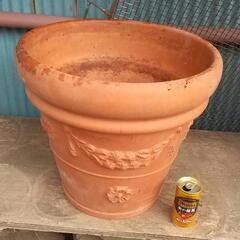 🏵️大鉢🌴の画像