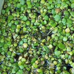 アマゾンフロッグビット