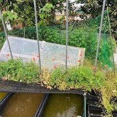 メダカ屋の草むしり　草刈り　掃除　メダカプレゼント！