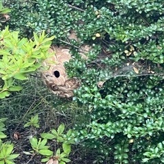 ハチ・スズメバチ駆除専門のHokkaiｻｰﾋﾞｽ - 札幌市
