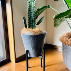 観葉植物（オーガスタ10号、烏帽子サボテン7号）の画像