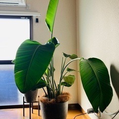 観葉植物（オーガスタ10号、烏帽子サボテン7号）の画像