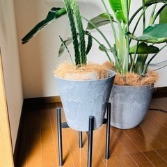 観葉植物（オーガスタ10号、烏帽子サボテン7号）の画像