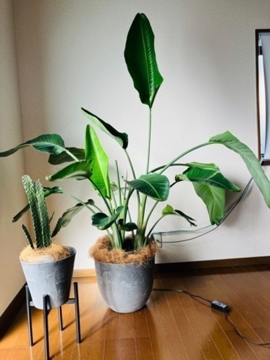 観葉植物（オーガスタ10号、烏帽子サボテン7号）