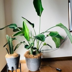 観葉植物（オーガスタ10号、烏帽子サボテン7号）