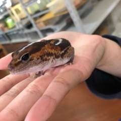 ニシアフ ノーマルhetアメル 入荷しました - 北九州市