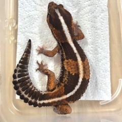 ニシアフ ノーマルhetアメル 入荷しました − 福岡県