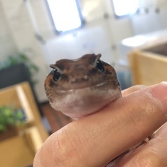 ニシアフ ノーマルhetアメル 入荷しましたの画像