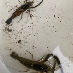テナガエビ