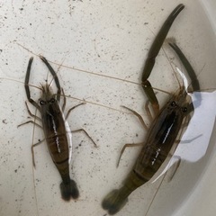 テナガエビの画像