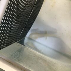 ウーパールーパーの画像