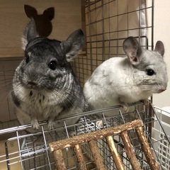 チンチラ 2匹 パイド♀ スタンダード♂