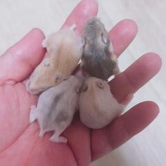 🐹ジャンガリアンハムスター🐹