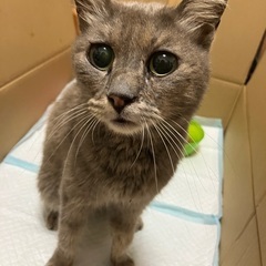 猫ちゃんの飼い主募集中です
