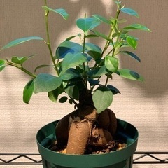 【お譲り先決定】観葉植物　榕樹(ガジュマル)  20cm  4号の画像