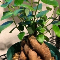 【お譲り先決定】観葉植物　榕樹(ガジュマル)  20cm  4号の画像