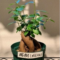 【お譲り先決定】観葉植物　榕樹(ガジュマル)  20cm  4号の画像