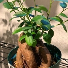 【お譲り先決定】観葉植物　榕樹(ガジュマル)  20cm  4号の画像