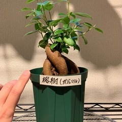 【お譲り先決定】観葉植物　榕樹(ガジュマル)  20cm  4号の画像