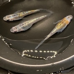 めだか　ユリシスの翼　ユリシス×忘却の翼　5匹