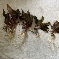 水草「クリプトコリネ」