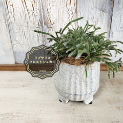 リプサリス フロストシュガー 　観葉植物