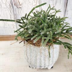 リプサリス フロストシュガー 　観葉植物の画像