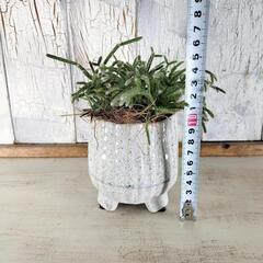 リプサリス フロストシュガー 　観葉植物の画像