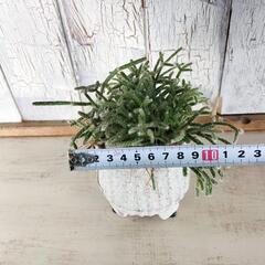 リプサリス フロストシュガー 　観葉植物の画像