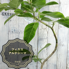 フィカス  アルテシーマ 曲げ　観葉植物