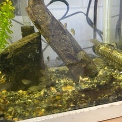 アピストグラマの画像