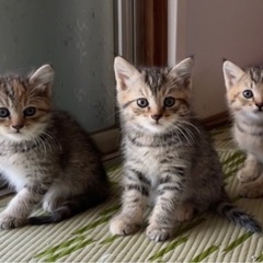 子猫の里親様募集中✨※お問い合わせが多い為、募集を一旦停止します。