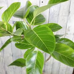 フィカス  アルテシーマ 曲げ　観葉植物の画像