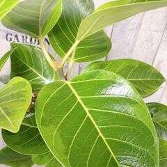 フィカス  アルテシーマ 曲げ　観葉植物の画像