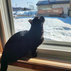 猫ともが欲しい。