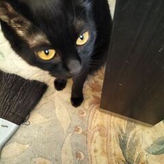 黒猫メス親オス白