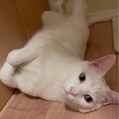 【本嬢渡のため募集終了】ありがとうございました